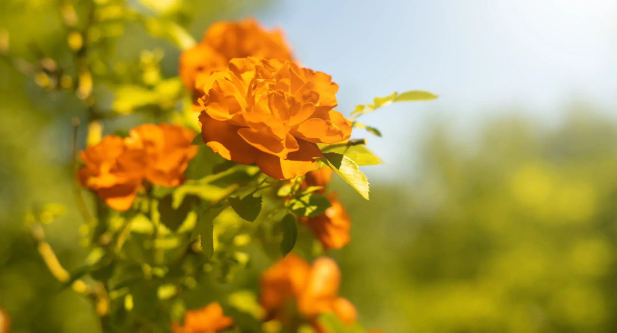 Orange Flowers Orange Flowers