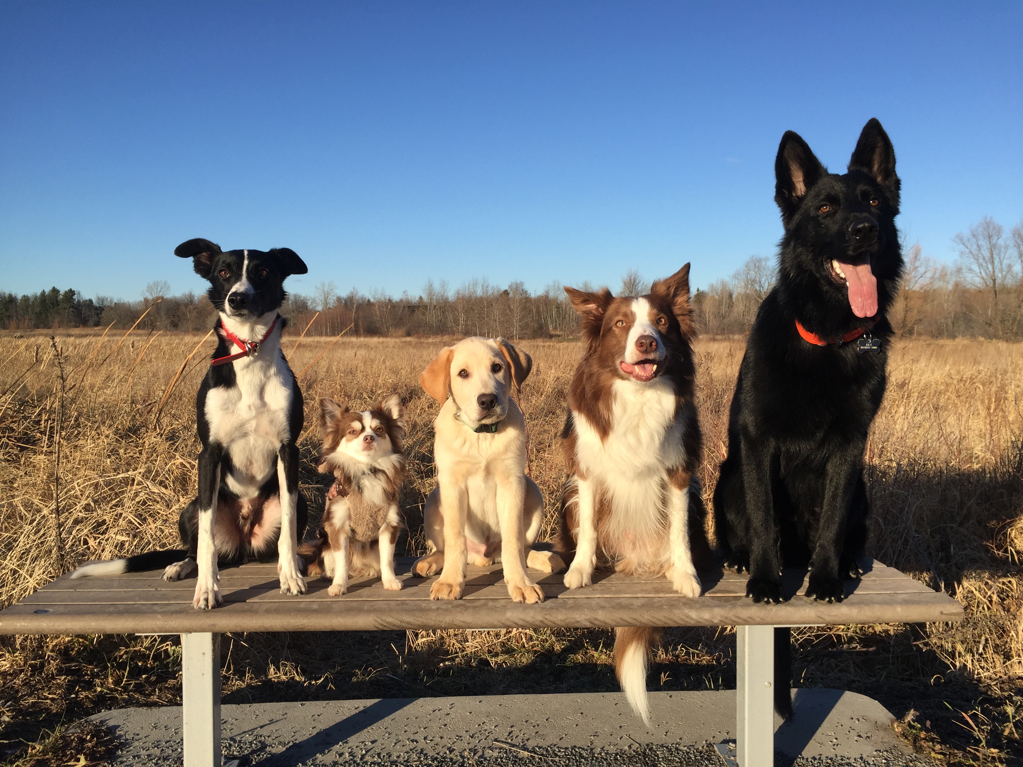 Multiple dogs sitting on bench