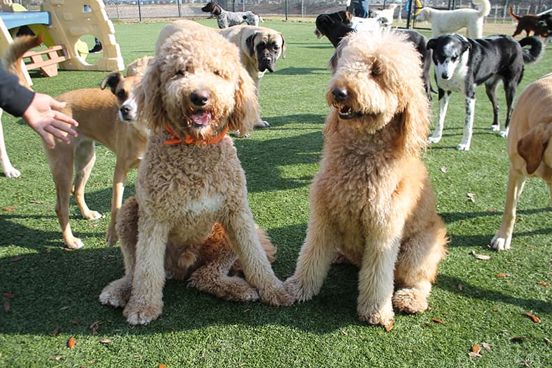 Lots of dogs on turf 
