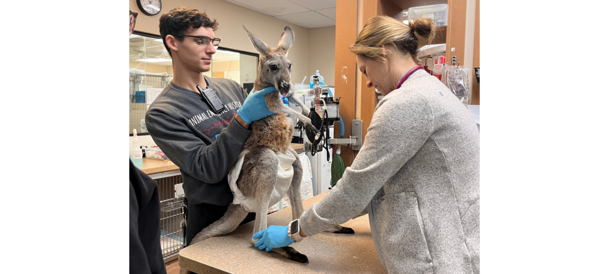 Two staff members working on a kangaroo