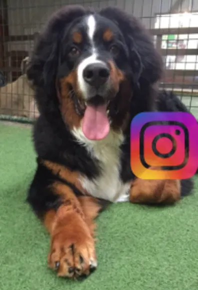 Dog with instagram logo