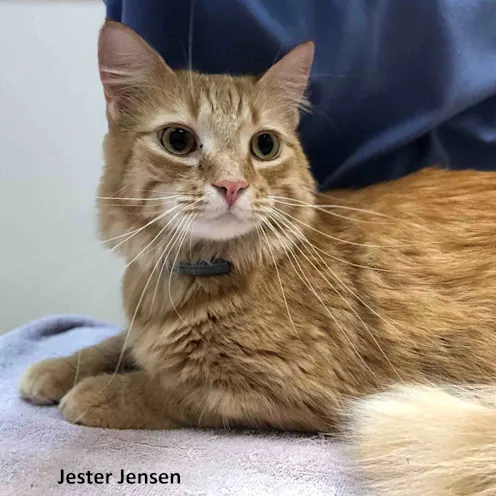 Orange tabby cat laying down. Orange tabby cat laying down.