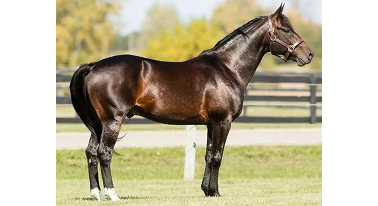 Prestidigitator (Racing) 2009 Bay Standardbred Stallion Stud Fee $1,200