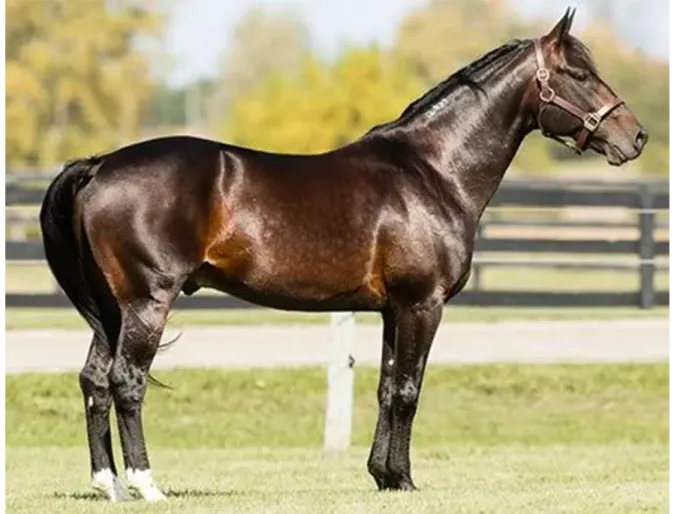 Prestidigitator (Racing) 2009 Bay Standardbred Stallion Stud Fee $1,200