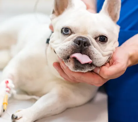 White pug is getting his head cradled by a veterinarian on his/her medical table while getting anesthesia.