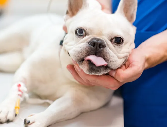 White pug is getting his head cradled by a veterinarian on his/her medical table while getting anesthesia.