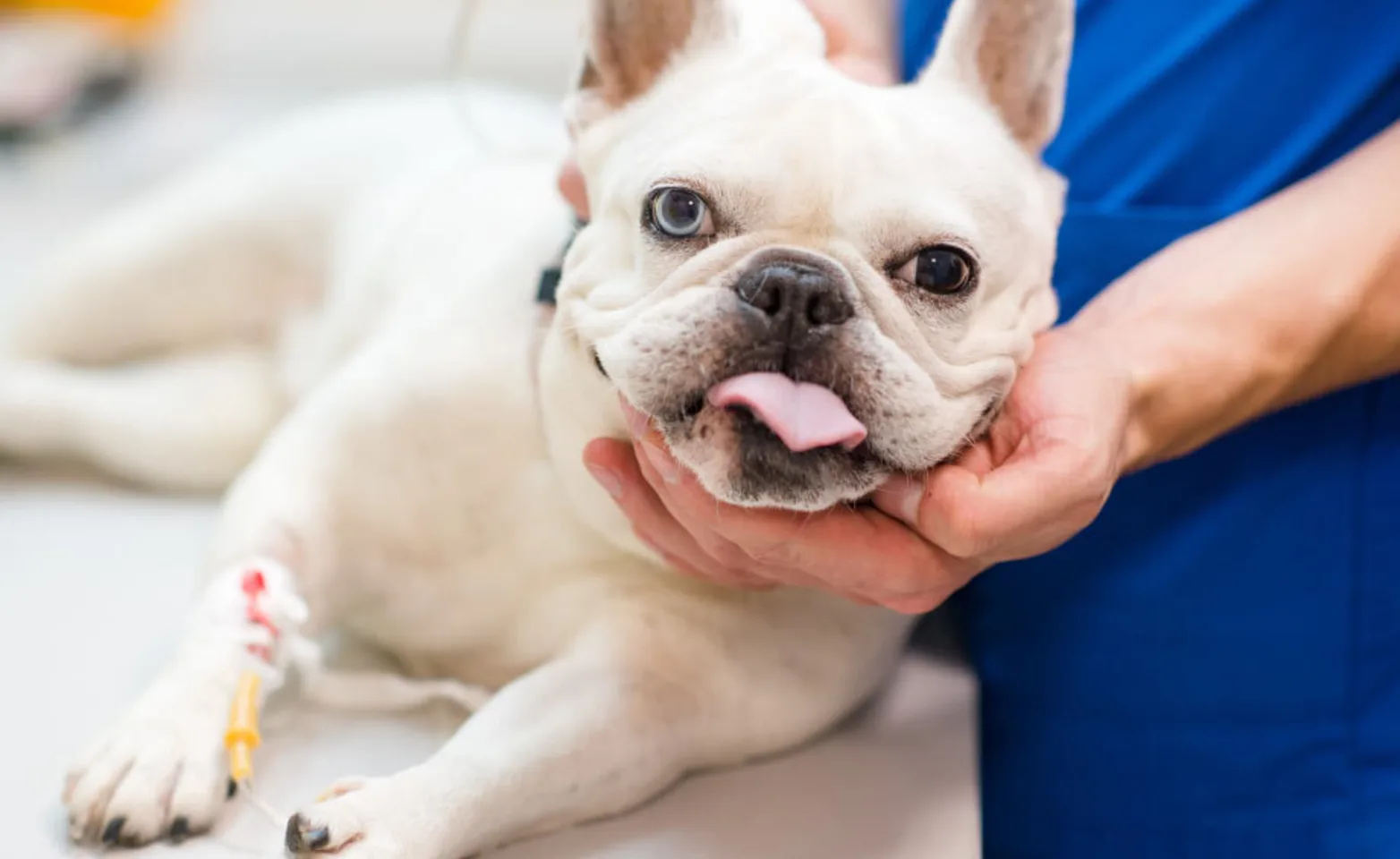 White pug is getting his head cradled by a veterinarian on his/her medical table while getting anesthesia.