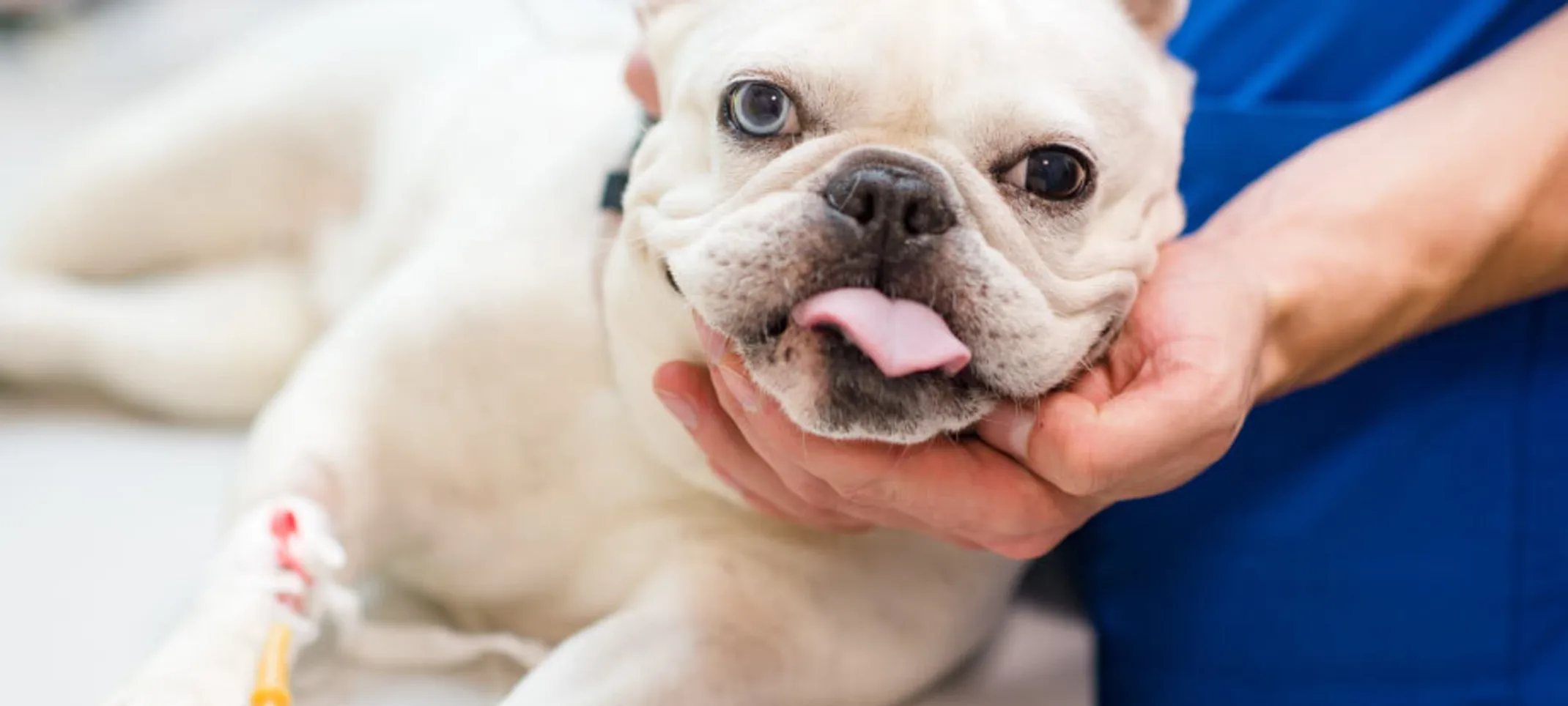 White pug is getting his head cradled by a veterinarian on his/her medical table while getting anesthesia. White pug is getting his head cradled by a veterinarian on his/her medical table while getting anesthesia.