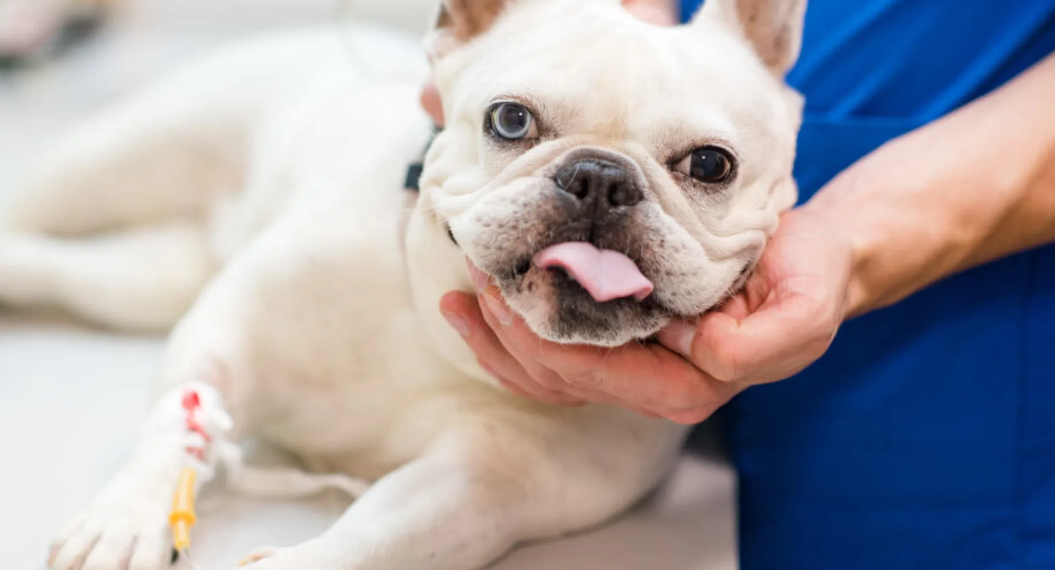 White pug is getting his head cradled by a veterinarian on his/her medical table while getting anesthesia.