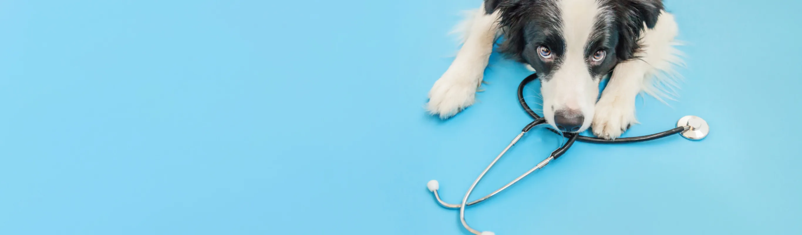 Border Collie (Dog) with Stethoscope on a Light Blue Studio Background Border Collie (Dog) with Stethoscope on a Light Blue Studio Background