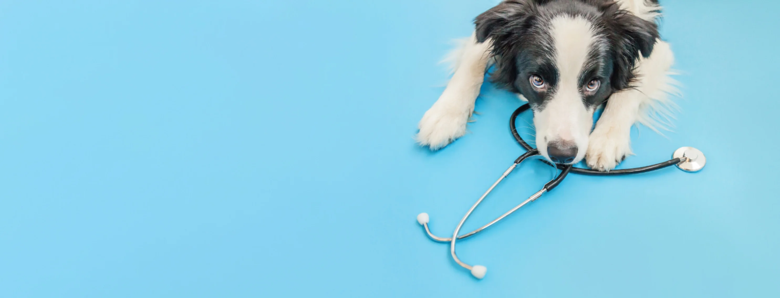 Border Collie (Dog) with Stethoscope on a Light Blue Studio Background