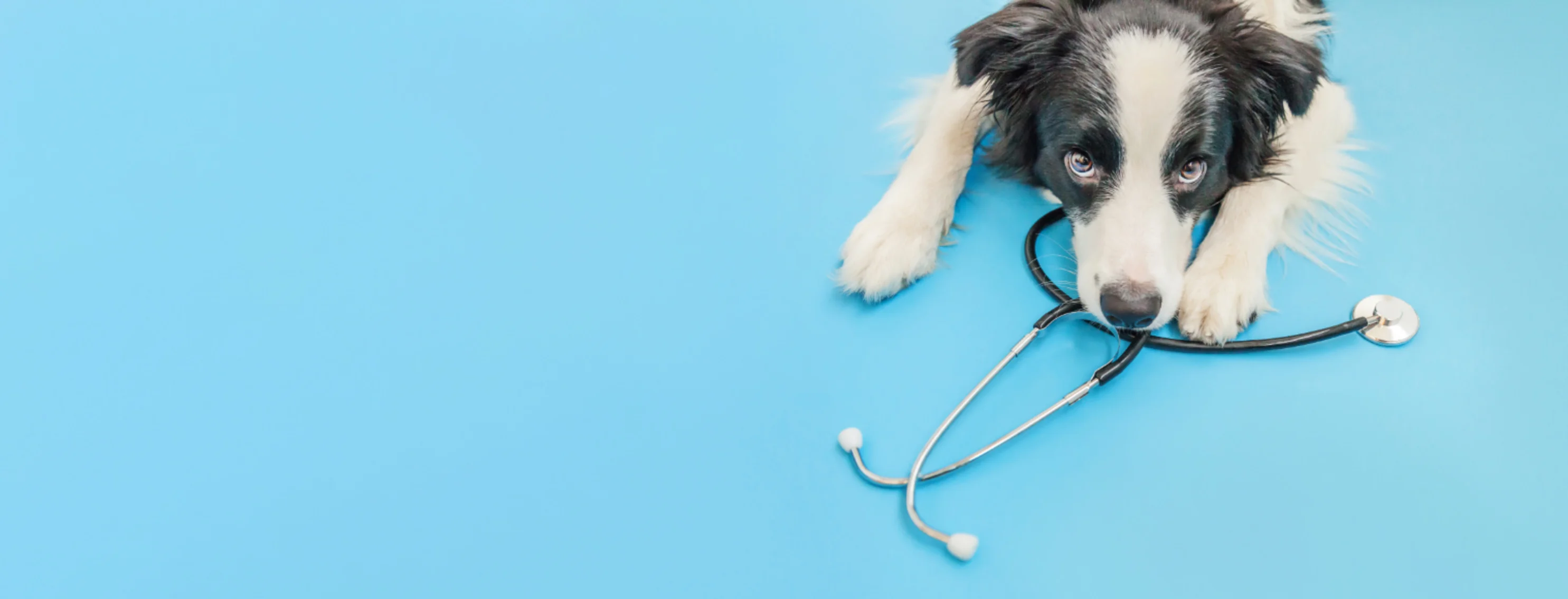 Border Collie (Dog) with Stethoscope on a Light Blue Studio Background Border Collie (Dog) with Stethoscope on a Light Blue Studio Background