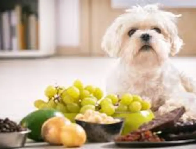 Dog sitting next to a variety of foods. Dog sitting next to a variety of foods.