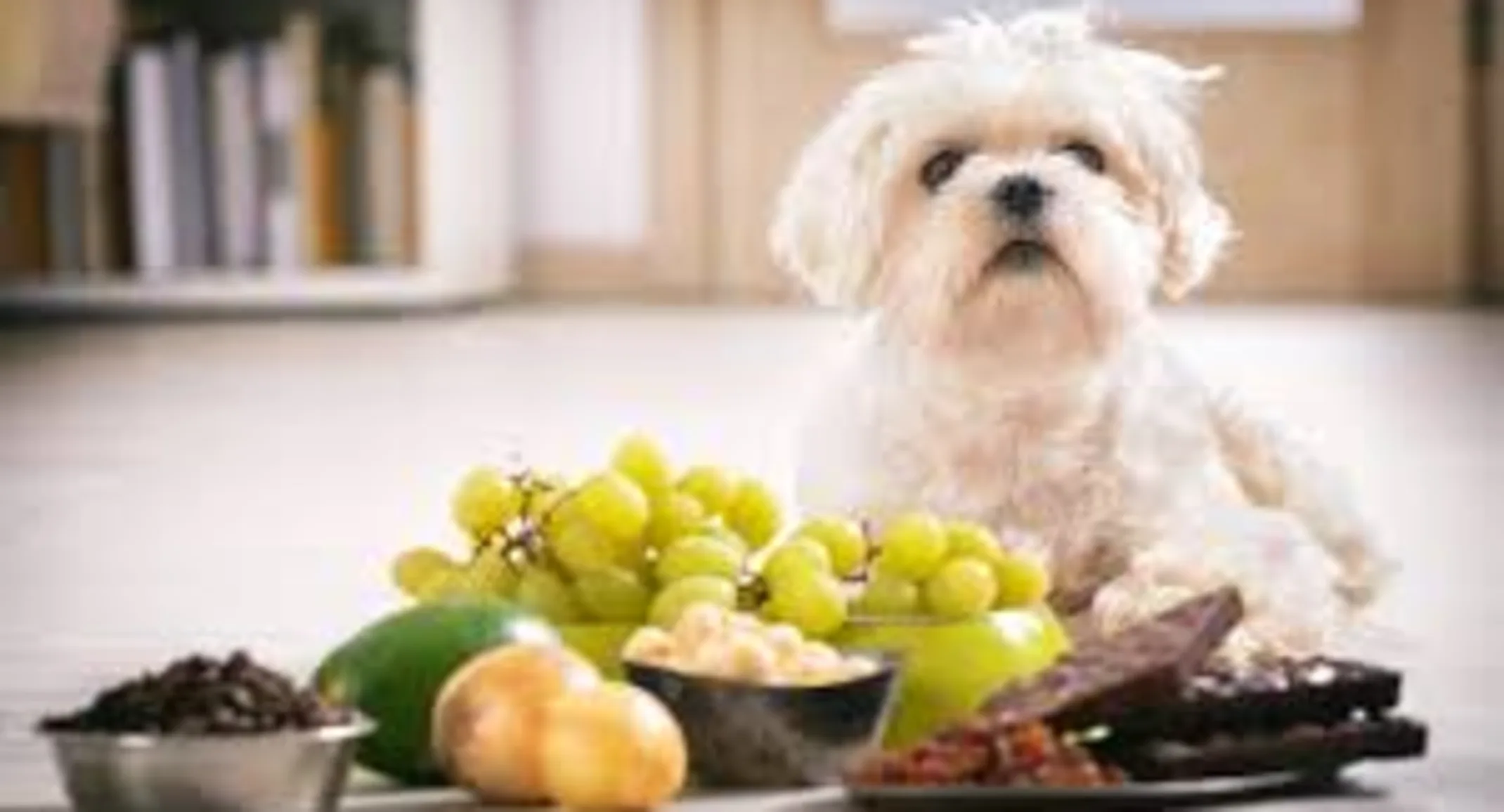 Dog sitting next to a variety of foods. Dog sitting next to a variety of foods.