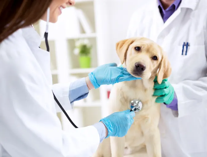 Vet checking puppy