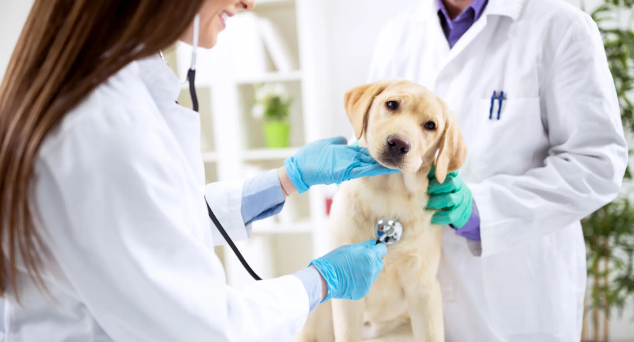 Vet checking puppy Vet checking puppy