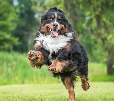 Bernese mountain dog running through grass field