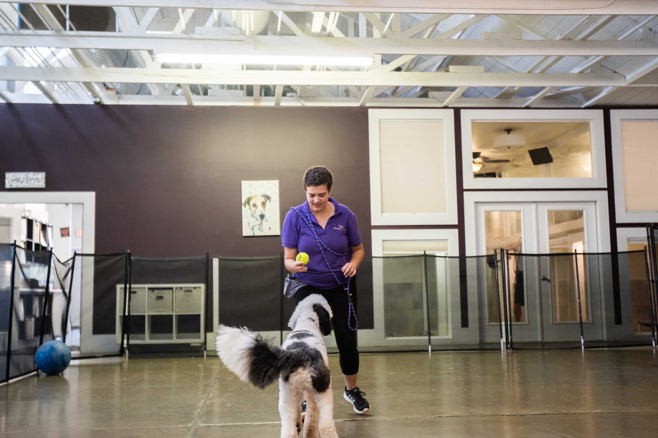 Dog Training with Employee at Breed Above