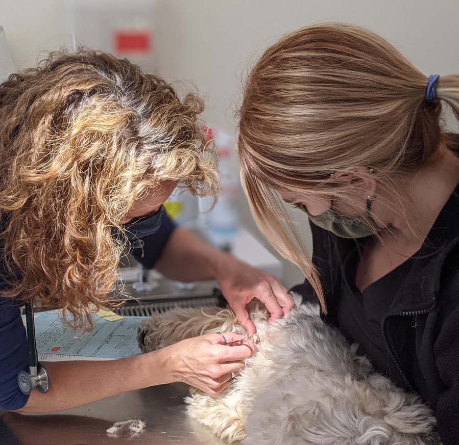 Patient being examined by staff at Henniker Veterinary Hospital