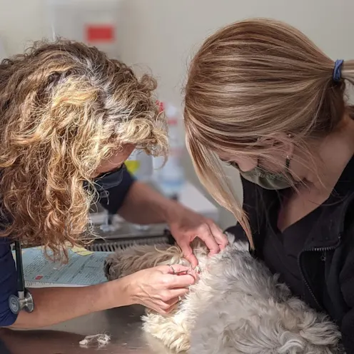 Patient being examined by staff at Henniker Veterinary Hospital Patient being examined by staff at Henniker Veterinary Hospital