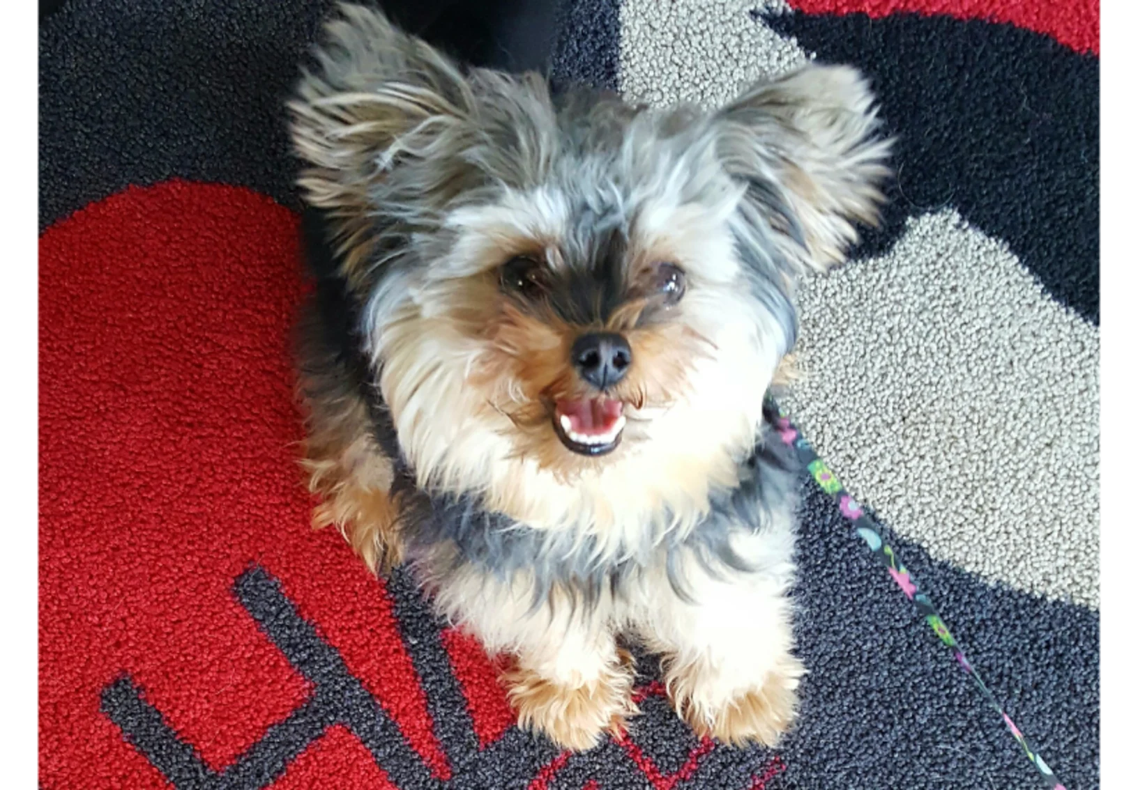 Yorkshire Terrier Standing on AAHA Rug Yorkshire Terrier Standing on AAHA Rug