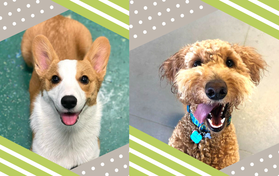 Our Locations Pooch Hotel