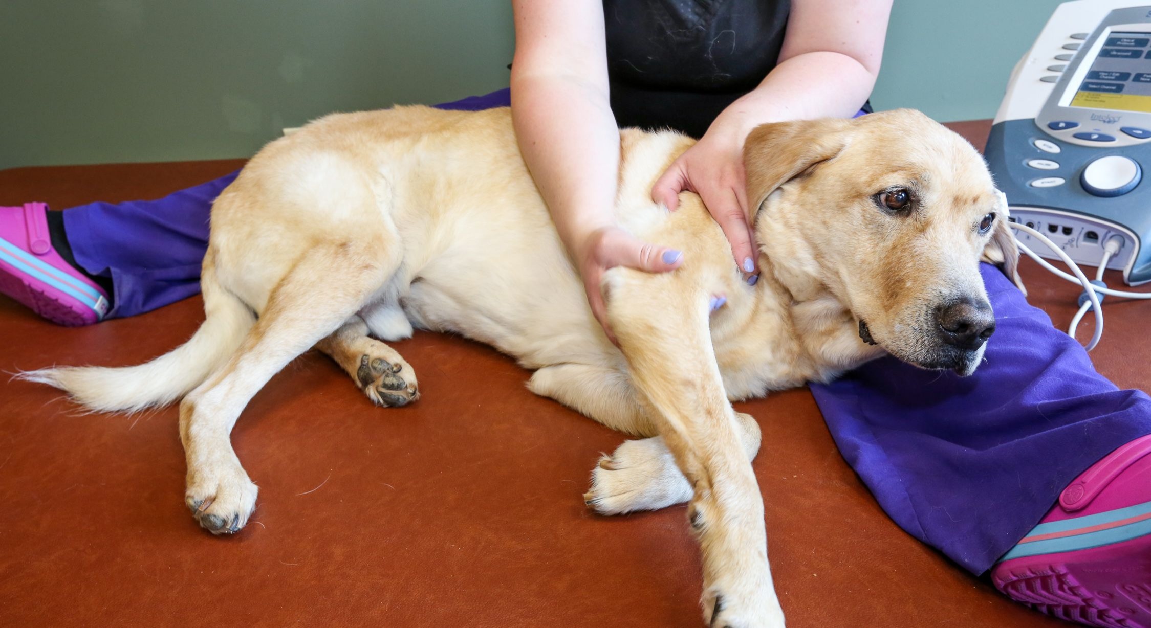 Rehabilitation at Animal Specialty Center