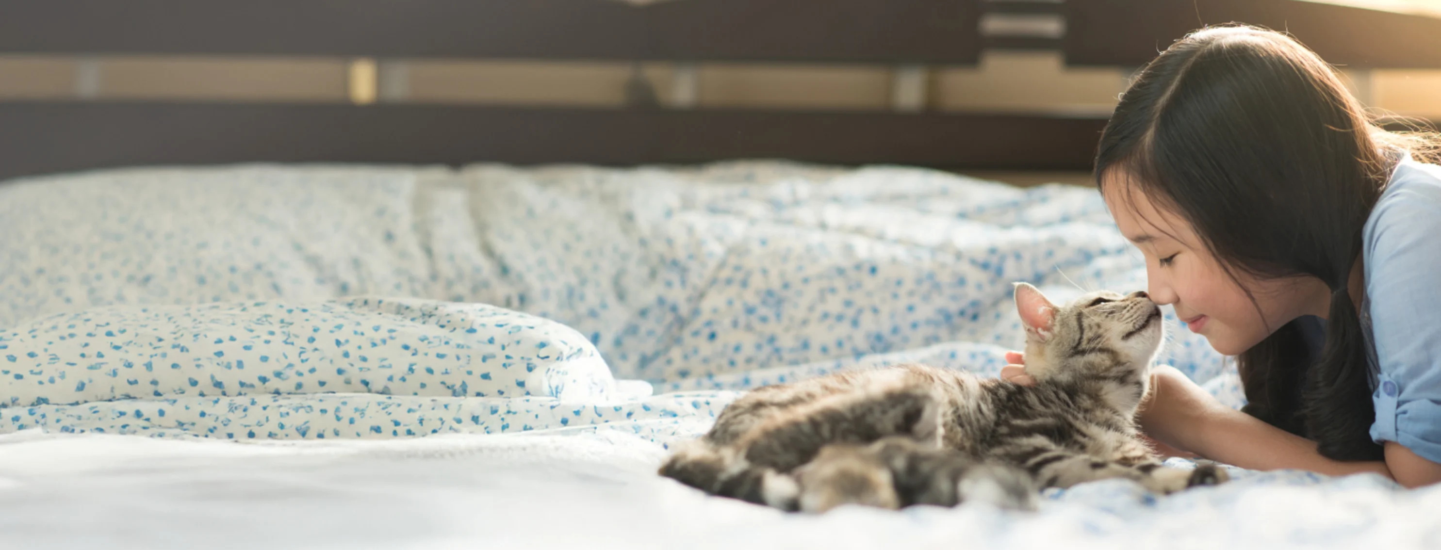 Girl Touching Noses with a Gray Cat on a Bed Girl Touching Noses with a Gray Cat on a Bed