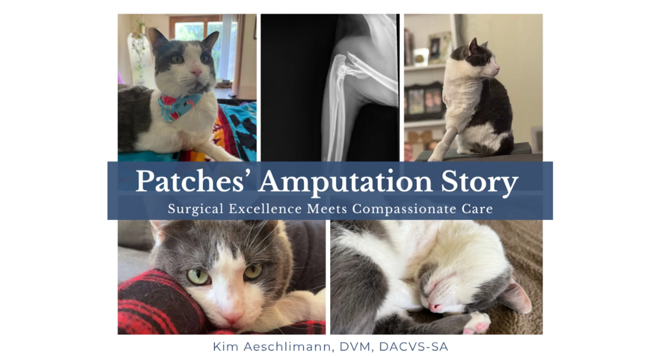 Emergency Care for Patches: A 4-Year-Old Kitty Emergency Care for Patches: A 4-Year-Old Kitty