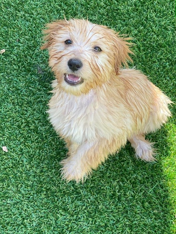 Wet puppy sitting on artificial turf at Hill Country Animal Hospital
