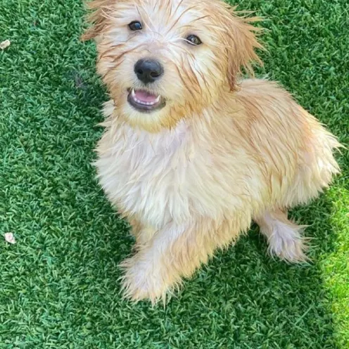 Wet puppy sitting on artificial turf at Hill Country Animal Hospital