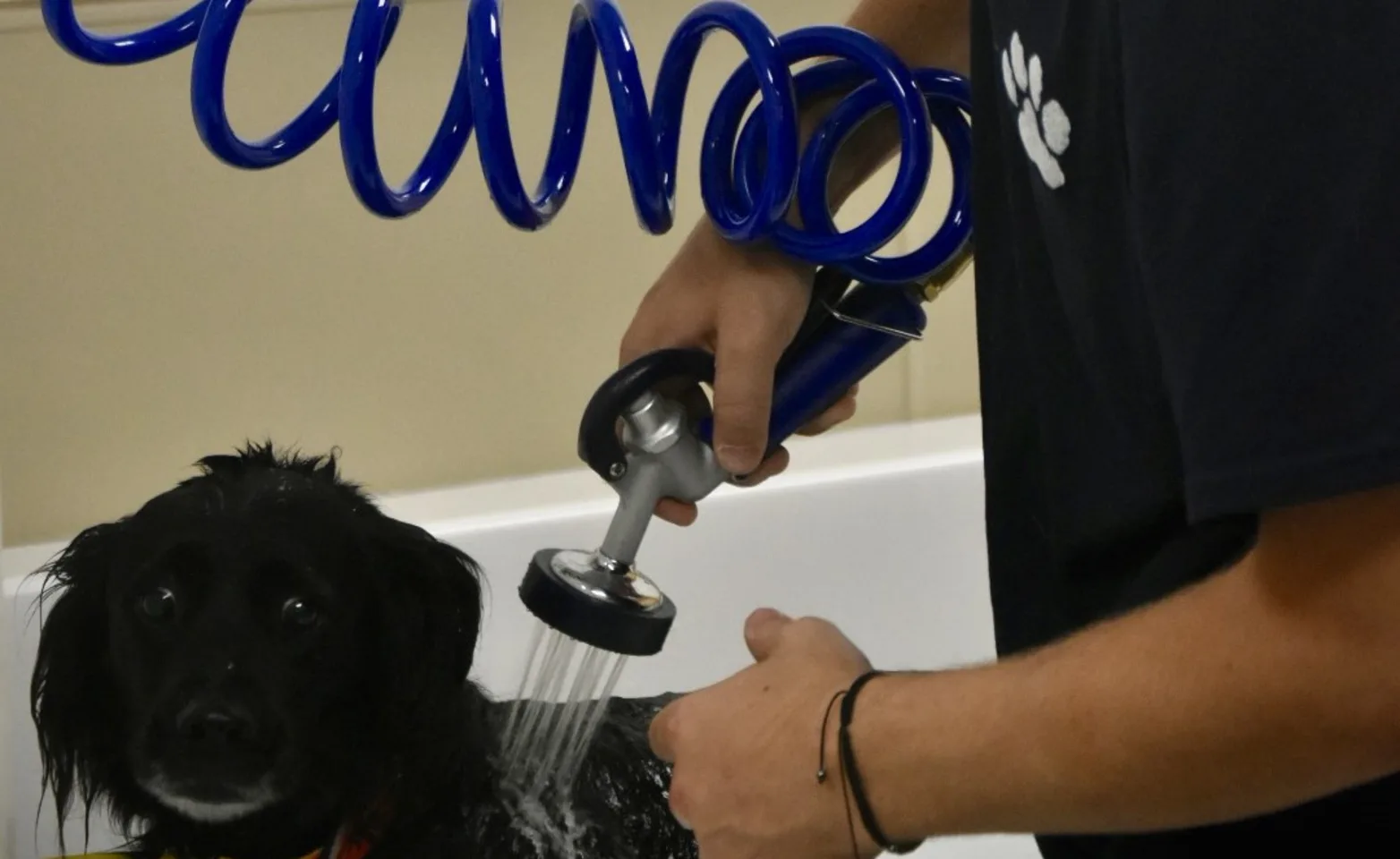 Black dog getting groomed Black dog getting groomed