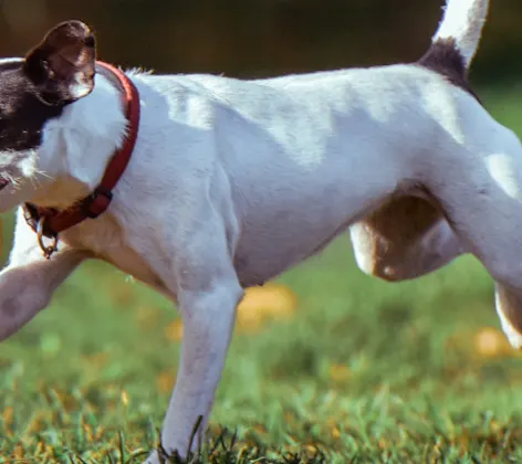 Dog Running in Grass with Frisbee in Mouth 