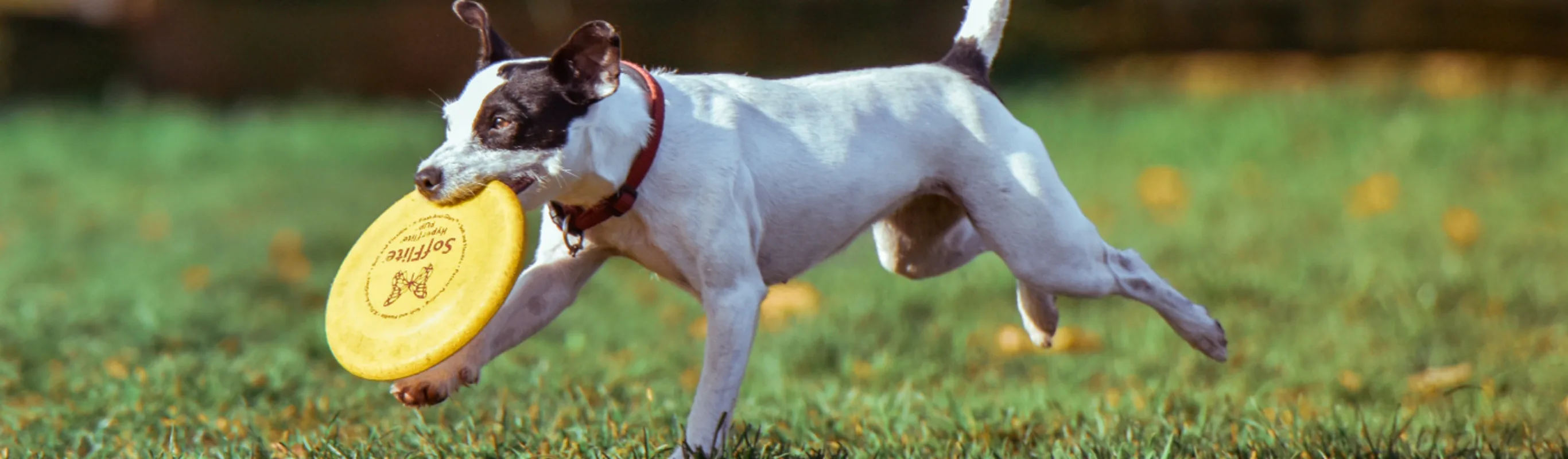 Dog Running in Grass with Frisbee in Mouth 