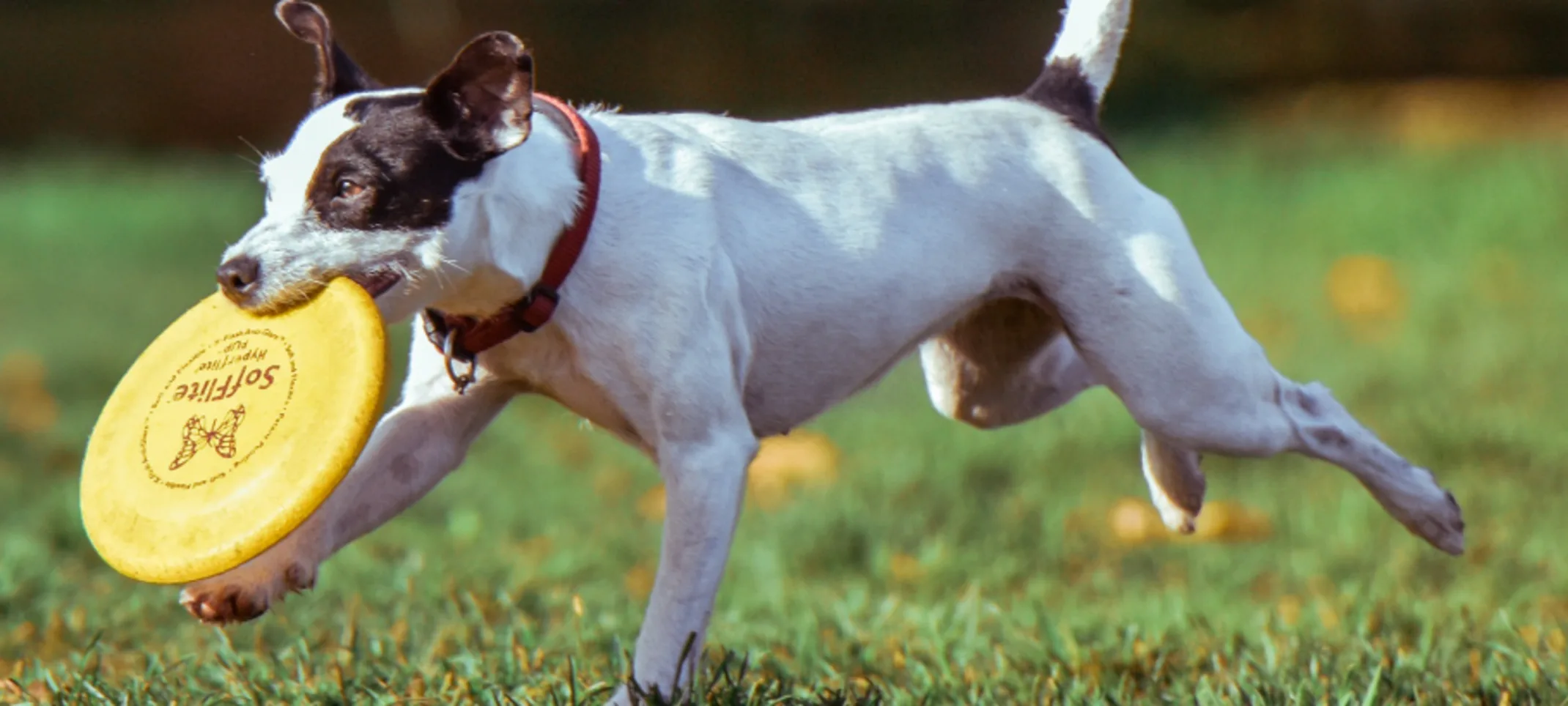 Dog Running in Grass with Frisbee in Mouth Dog Running in Grass with Frisbee in Mouth