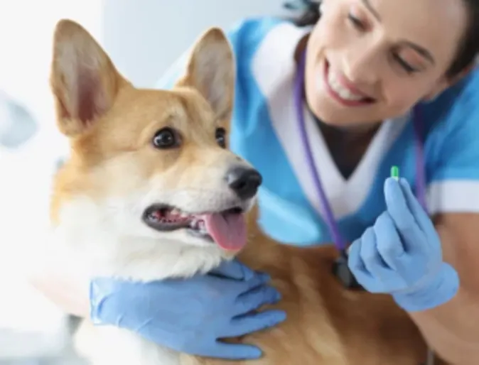 Veterinarian Giving Dog Medication