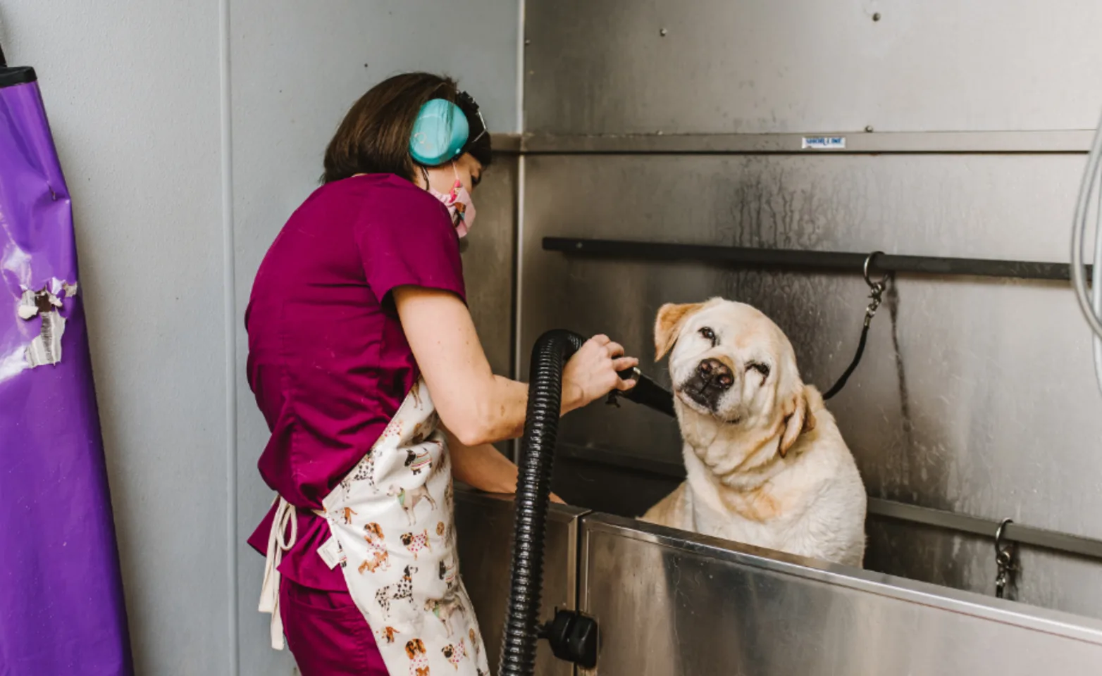 Woman Giving Dog a Bath in a Silver Tub Woman Giving Dog a Bath in a Silver Tub