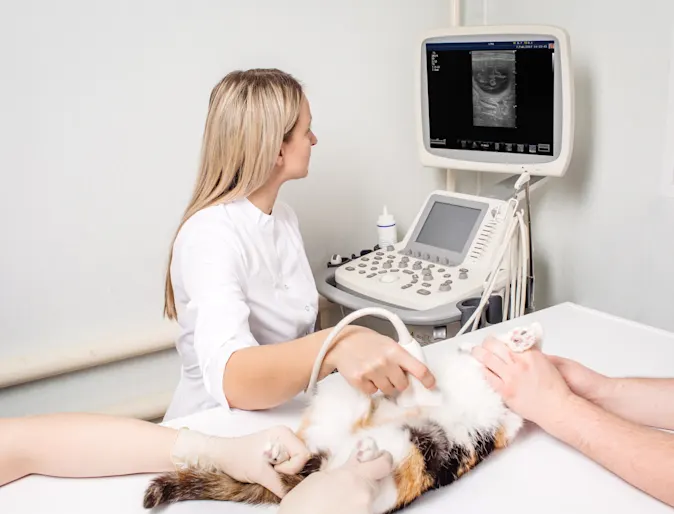 Cat getting an ultrasound