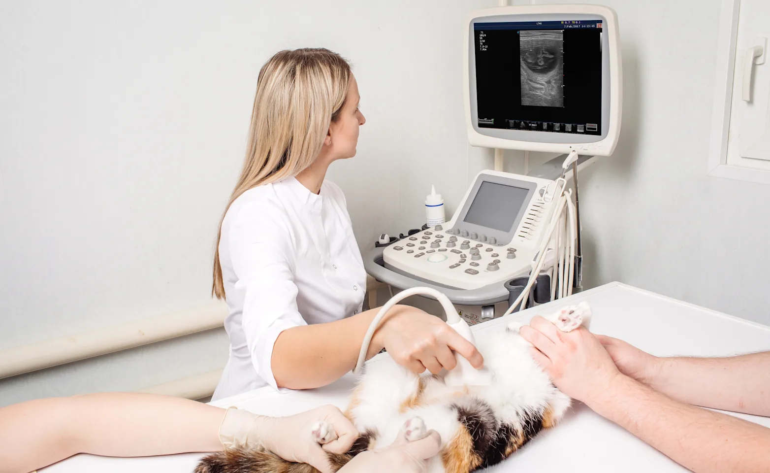 Cat getting an ultrasound Cat getting an ultrasound