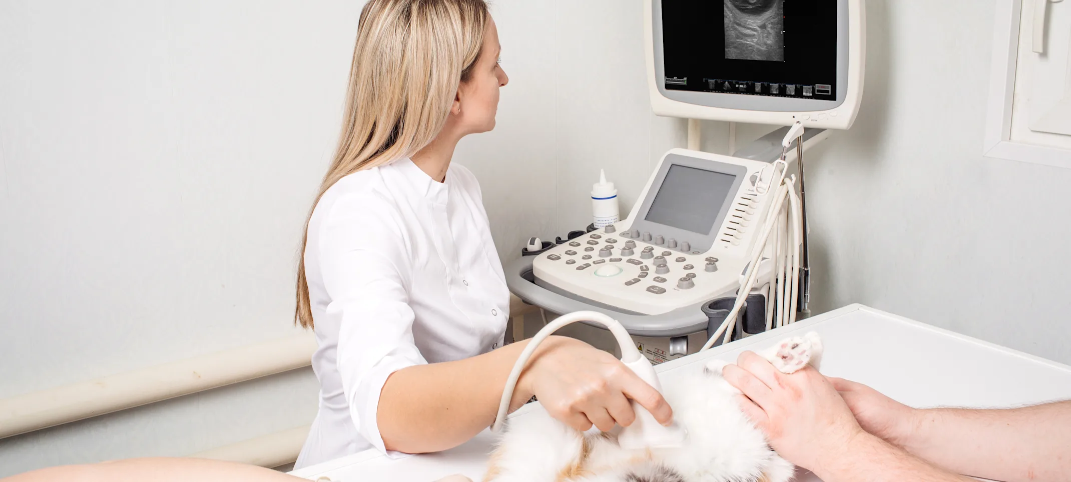 Cat getting an ultrasound