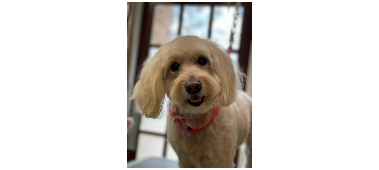 White dog with pink collar 