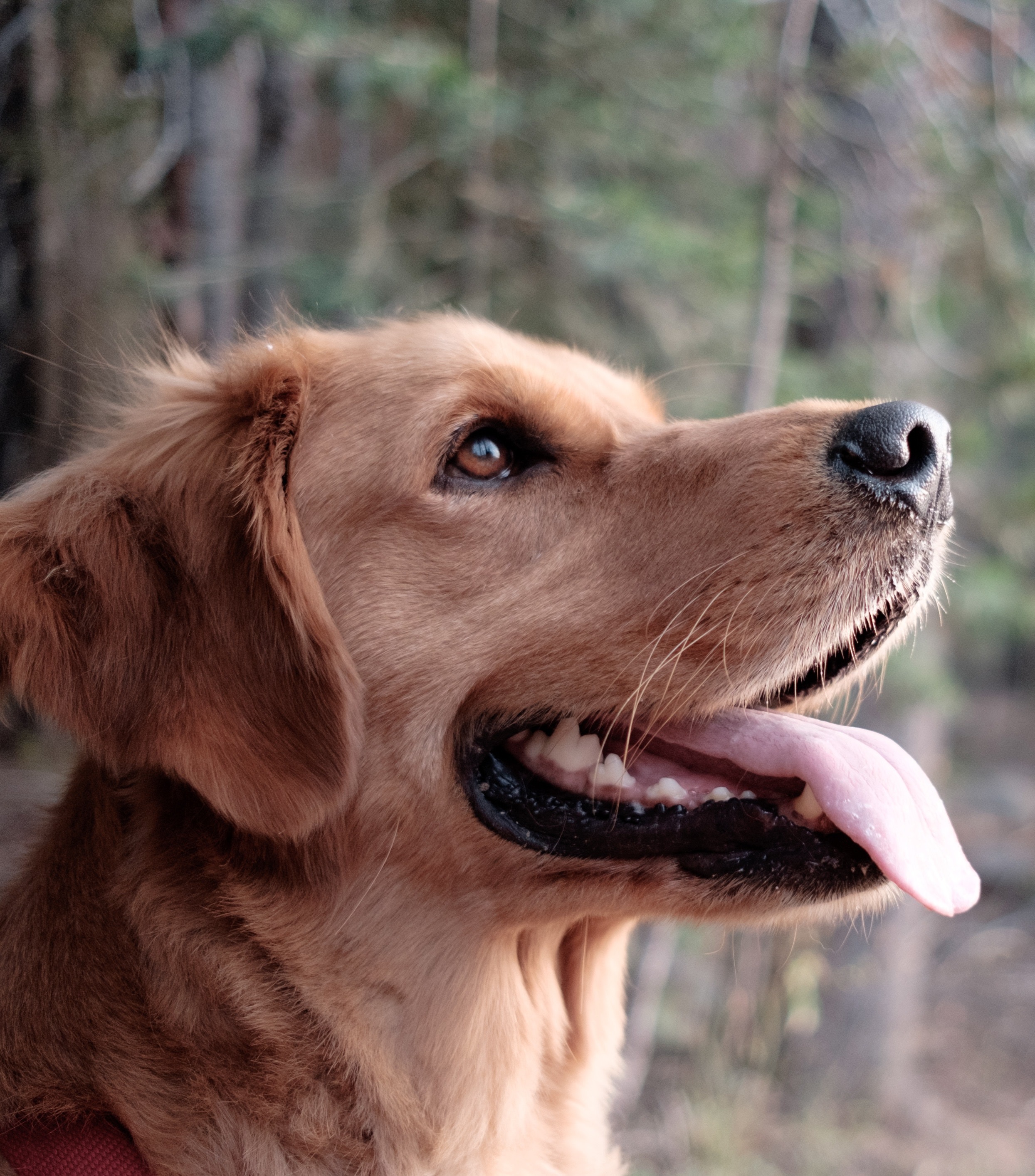 Golden Retreiver is in the forest looking to the right with his tongue out.