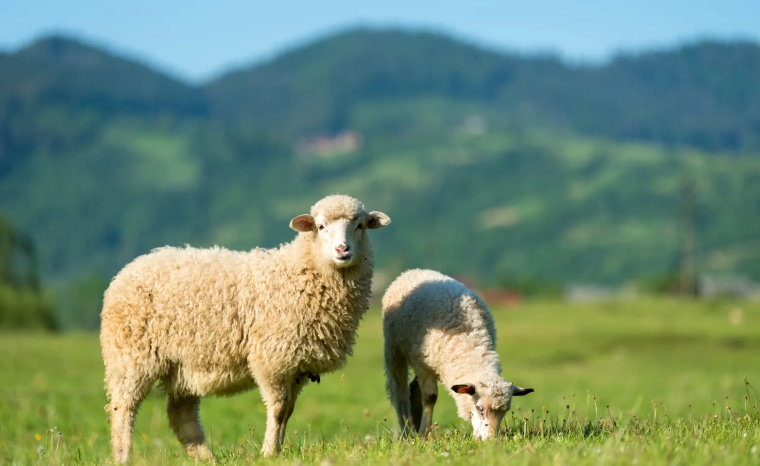 2 white sheep grazing in rural field outdoors