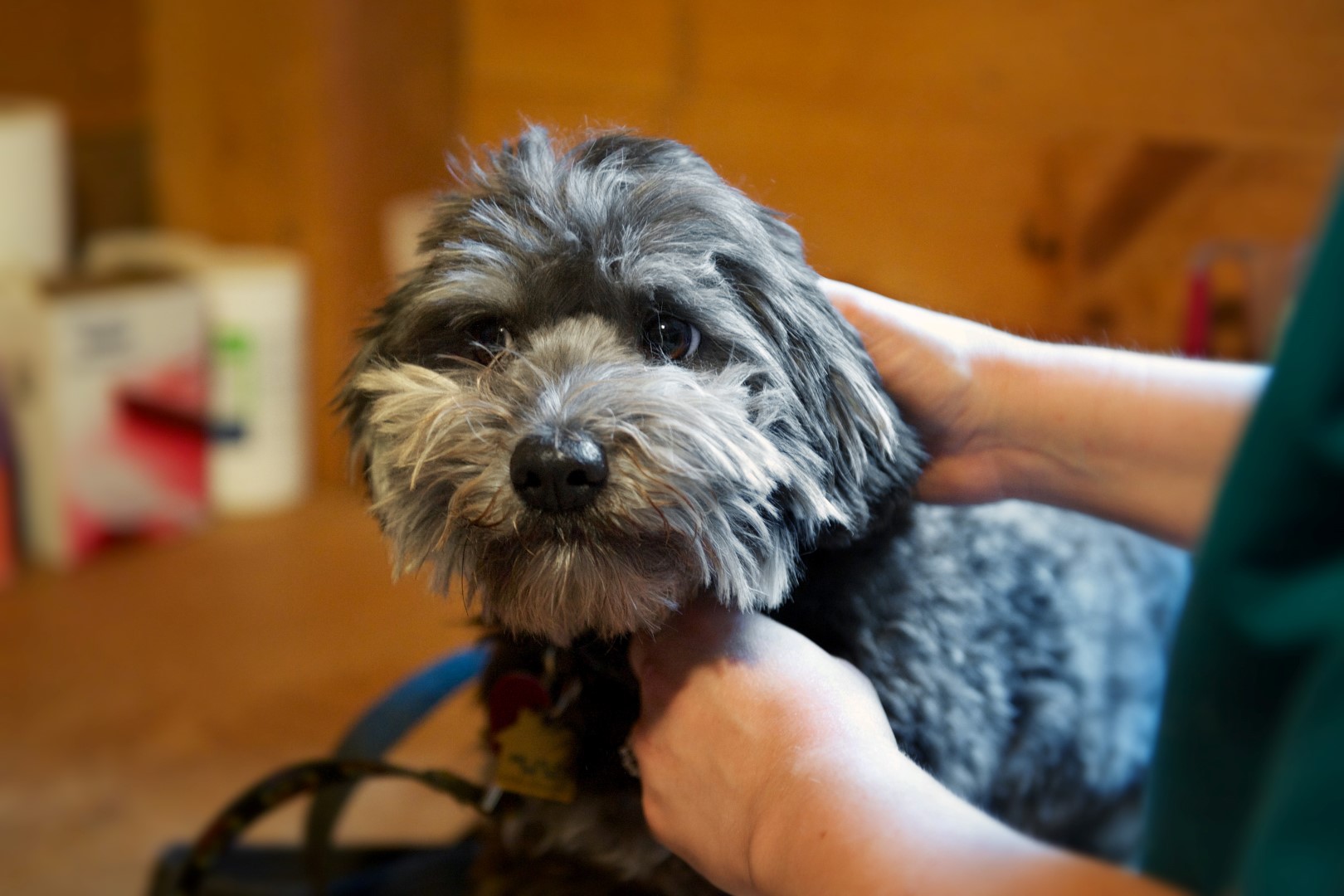 shih-tzu looking into the camera at Henniker Veterinary Hospital