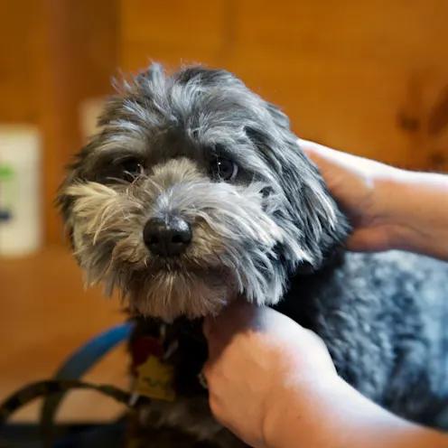 shih-tzu looking into the camera at Henniker Veterinary Hospital shih-tzu looking into the camera at Henniker Veterinary Hospital