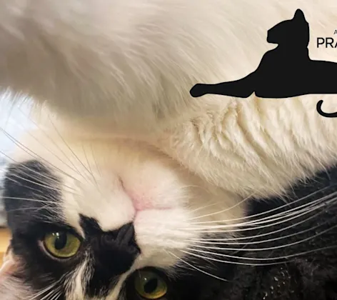 tuxedo cat tuxedo cat