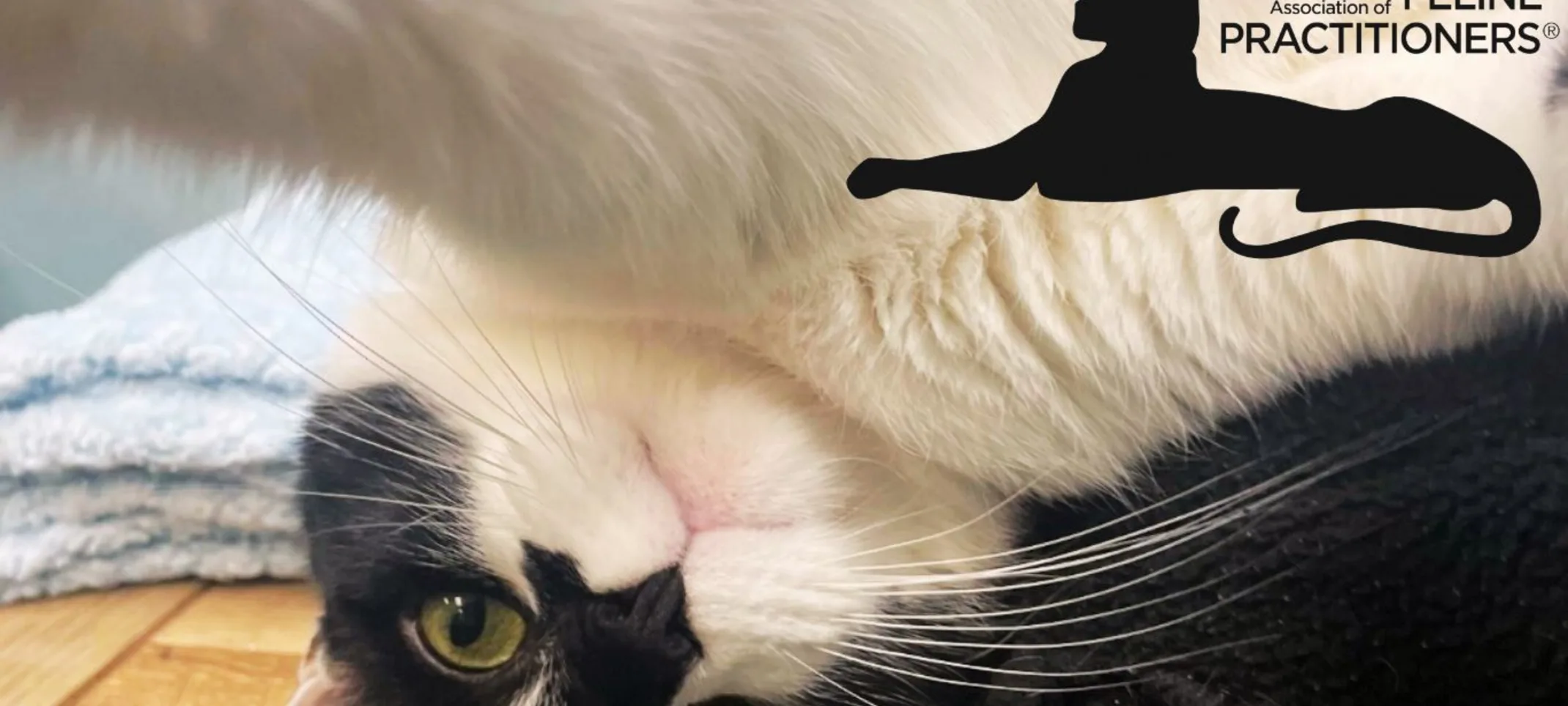 tuxedo cat tuxedo cat