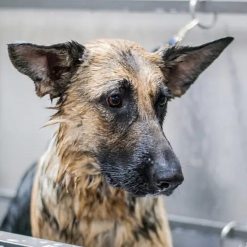 Close up of wet dog in tub