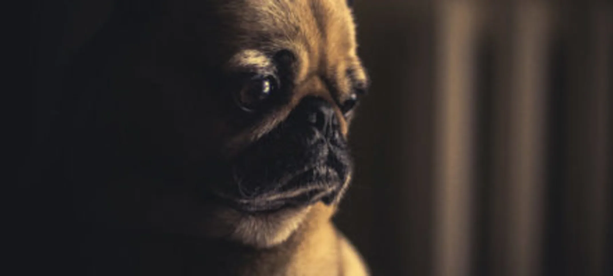 A bulldog in the shadows. A bulldog in the shadows.