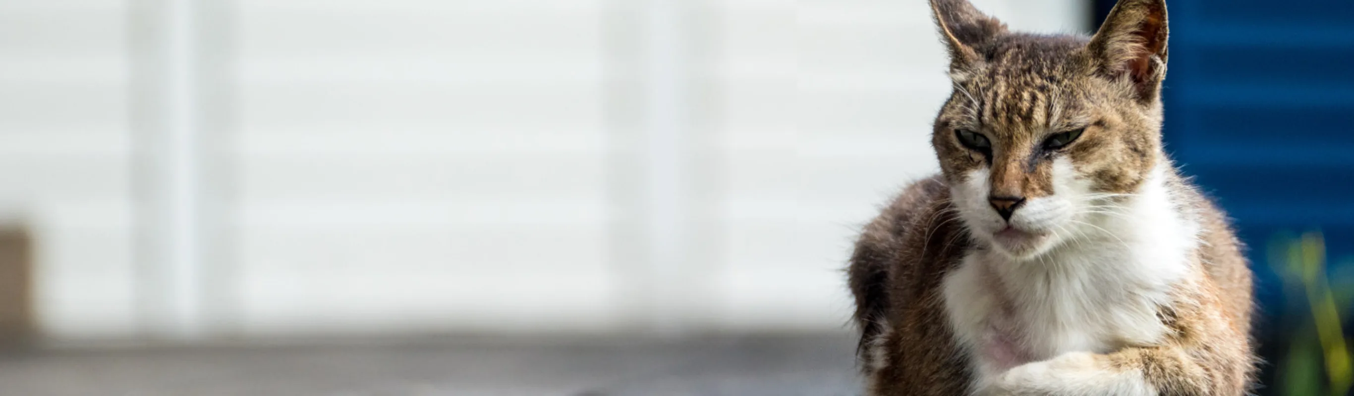 Cat Lying Down on Porch with a Gray/White Background Cat Lying Down on Porch with a Gray/White Background